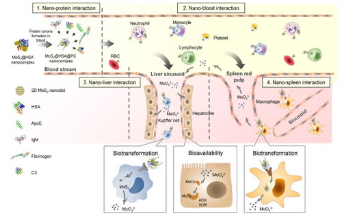 纳米材料体内行为研究新突破 国家纳米中心在纳米蛋白冠介导的转运与生物利用研究方法上取得重要进展